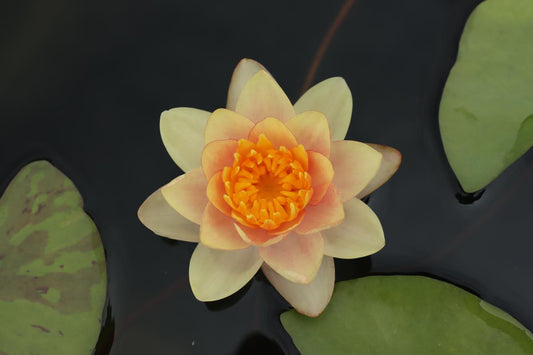 Rare Mature WaterLily - (3 Litre) - Chrysantha (Orangey) - S