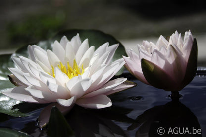 Rare Mature WaterLily - (3 Litre) - Chubby - M/S