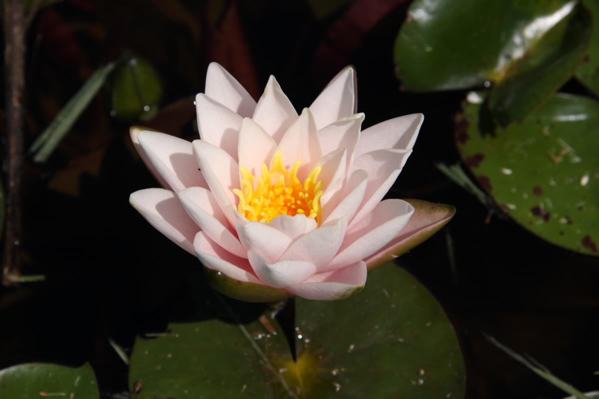 Rare Mature WaterLily - (3 Litre) - Chubby - M/S