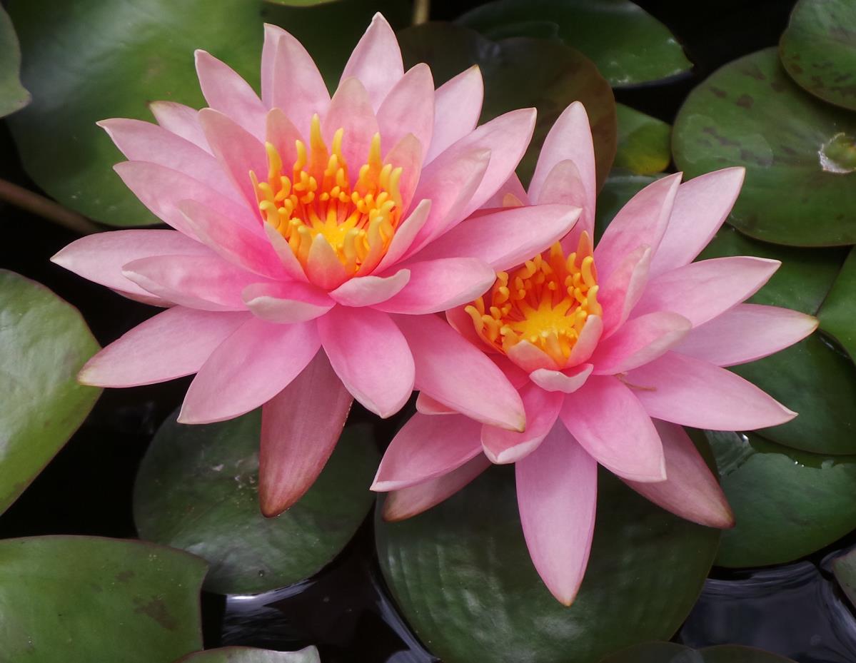 Mature WaterLily - (3 Litre) - Colorado - M