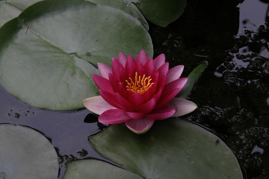 Mature WaterLily - (3 Litre) - Conqueror - L/M