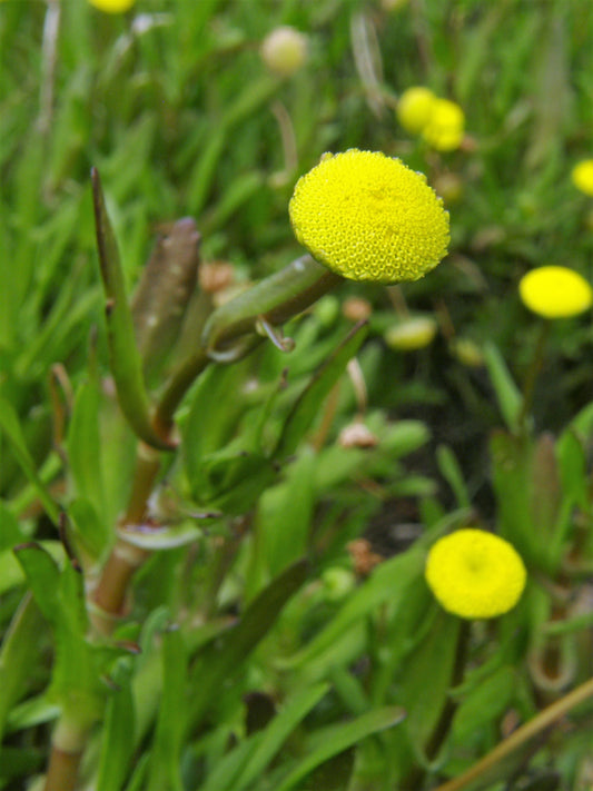 Marginal Pond Plant - (Potted 1 Litre) ~ Waterbuttons - Cotula Coronopifolia