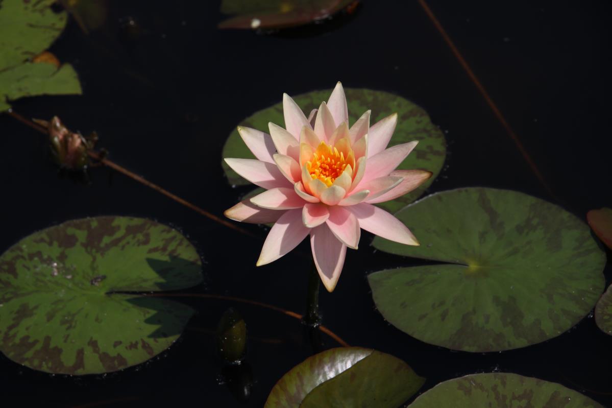 Rare Mature WaterLily - (3 Litre) - Cynthia Ann - L/M/S