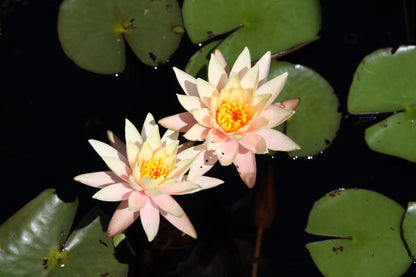 Rare Mature WaterLily - (3 Litre) - Cynthia Ann - L/M/S