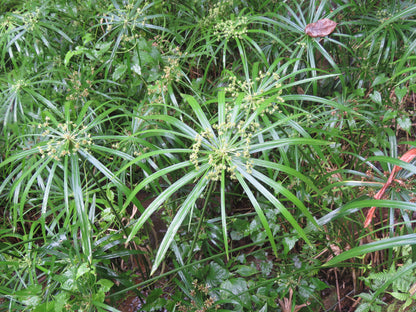 Marginal Pond Plant - (Potted 1 Litre) ~ Umbrella Palm - Cyperus Alternifolius