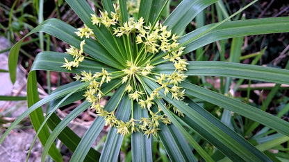 Marginal Pond Plant - (Potted 1 Litre) ~ Umbrella Palm - Cyperus Alternifolius