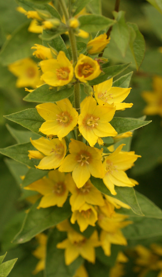 Marginal Pond Plant - (Potted 1 Litre) ~ Flowering Sally - Lysimachia Europeanus