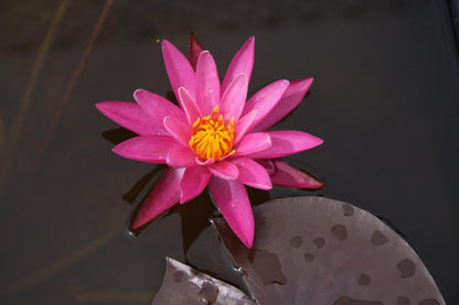 Rare Mature WaterLily - (3 Litre) - Dallas - S