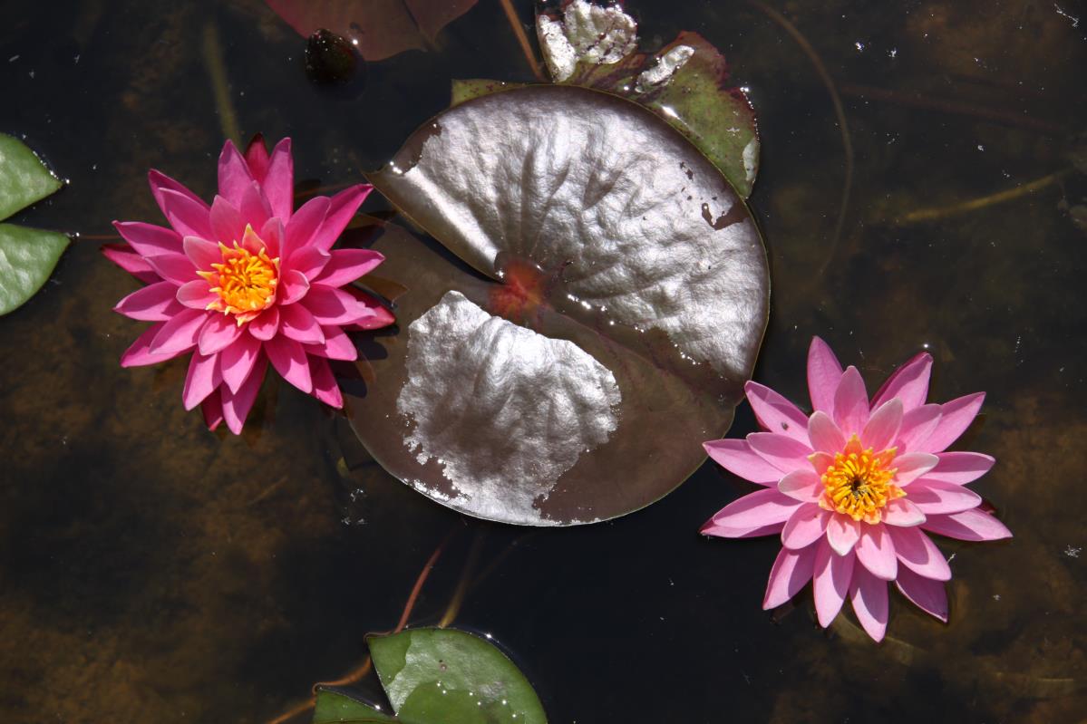 Rare Mature WaterLily - (3 Litre) - Dallas - S