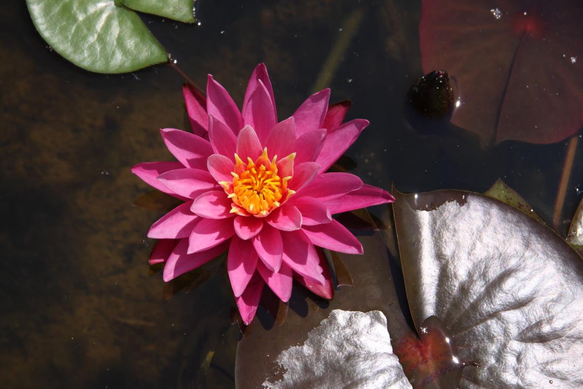 Rare Mature WaterLily - (3 Litre) - Dallas - S