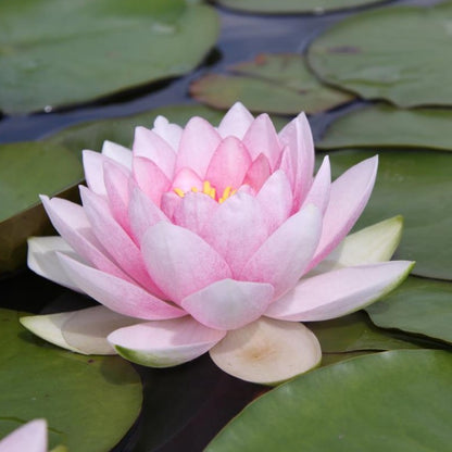 Mature WaterLily - (3 Litre) - Darwin - L/M