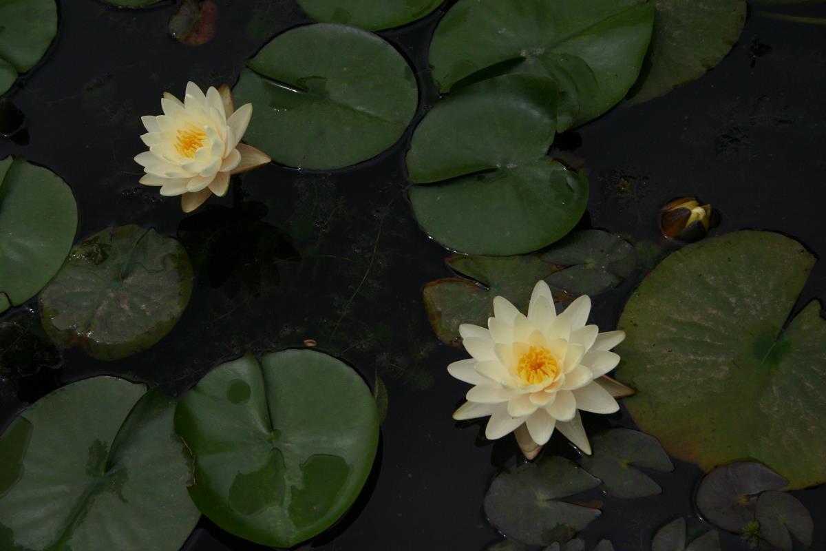 Mature WaterLily - (3 Litre) - Denver - M