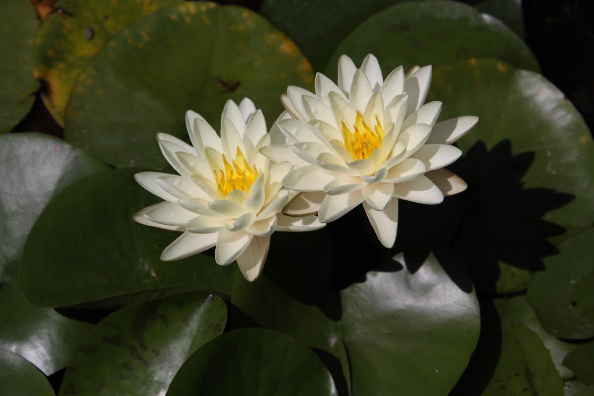 Mature WaterLily - (3 Litre) - Denver - M