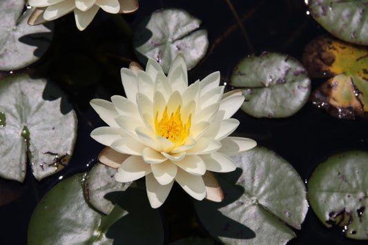 Rare Mature WaterLily - (3 Litre) - Denver White - M