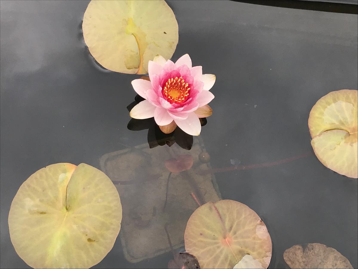 Rare Mature WaterLily - (3 Litre) - Doll House - M/S