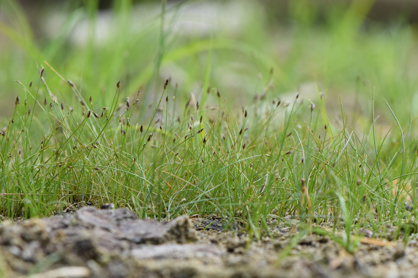 Marginal Pond Plant - (Potted 1 Litre) ~ Hair Grass - Eleocharis Acicularis