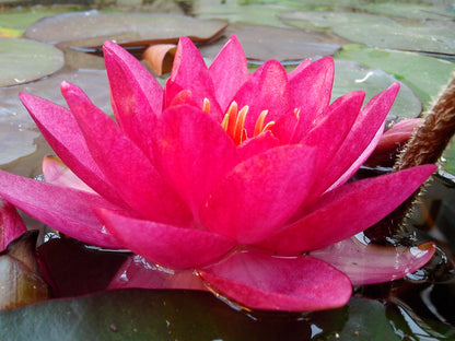 Mature WaterLily - (3 Litre) - Ellisiana - M/S