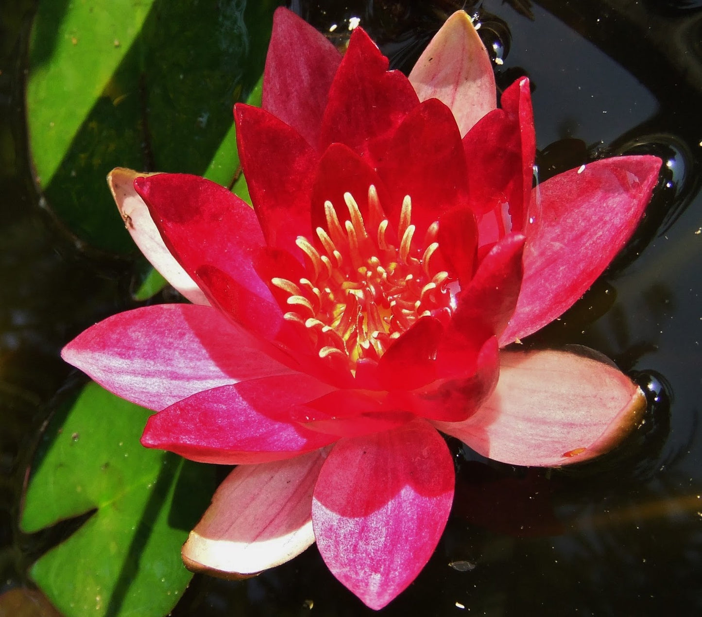 Mature WaterLily - (3 Litre) - Ellisiana - M/S