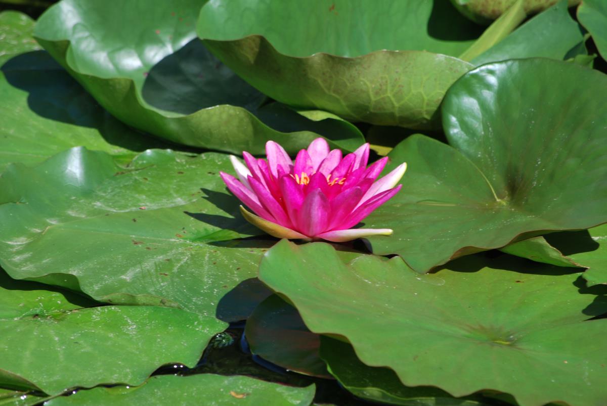 Mature WaterLily - (3 Litre) - Escarboucle - L/M