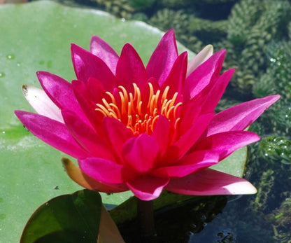 Mature WaterLily - (3 Litre) - Escarboucle - L/M