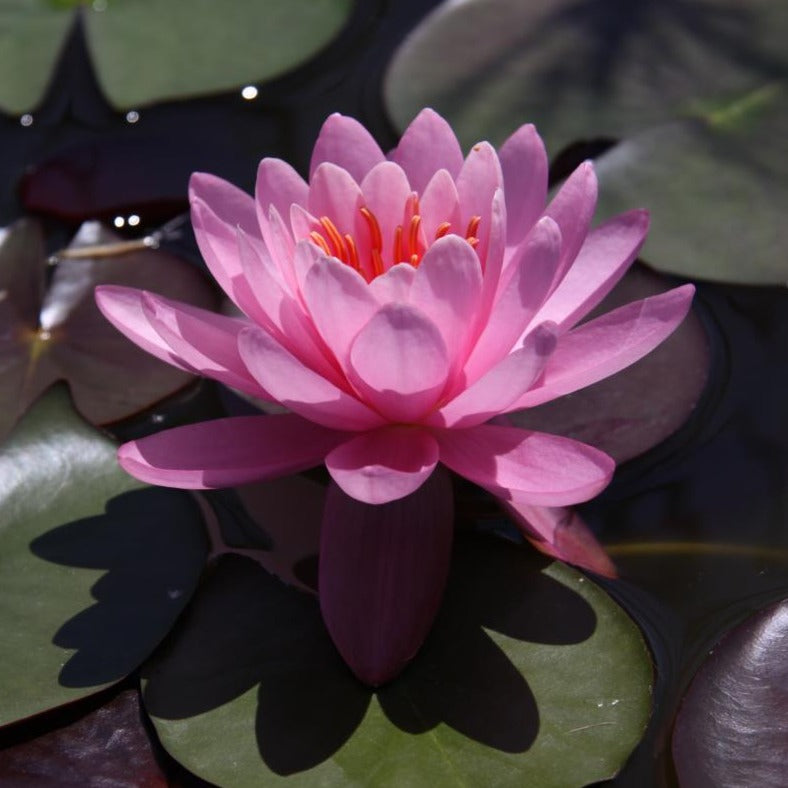 Rare Mature WaterLily - (3 Litre) - Eugenia De Land - M