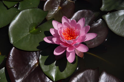 Rare Mature WaterLily - (3 Litre) - Eugenia De Land - M