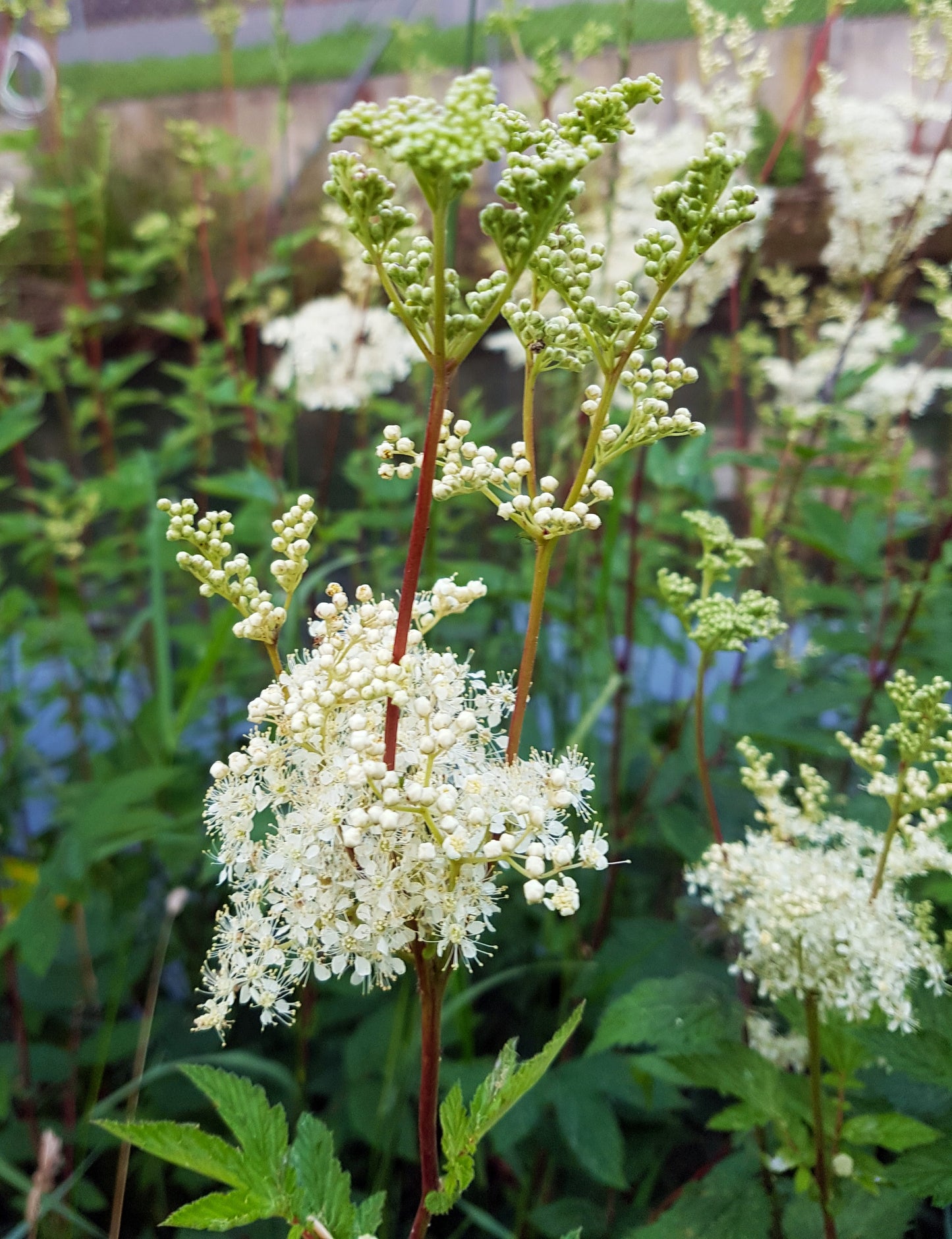 Marginal Pond Plant - (Potted 1 Litre) ~ Meadowsweet - Filipendula ulmaria