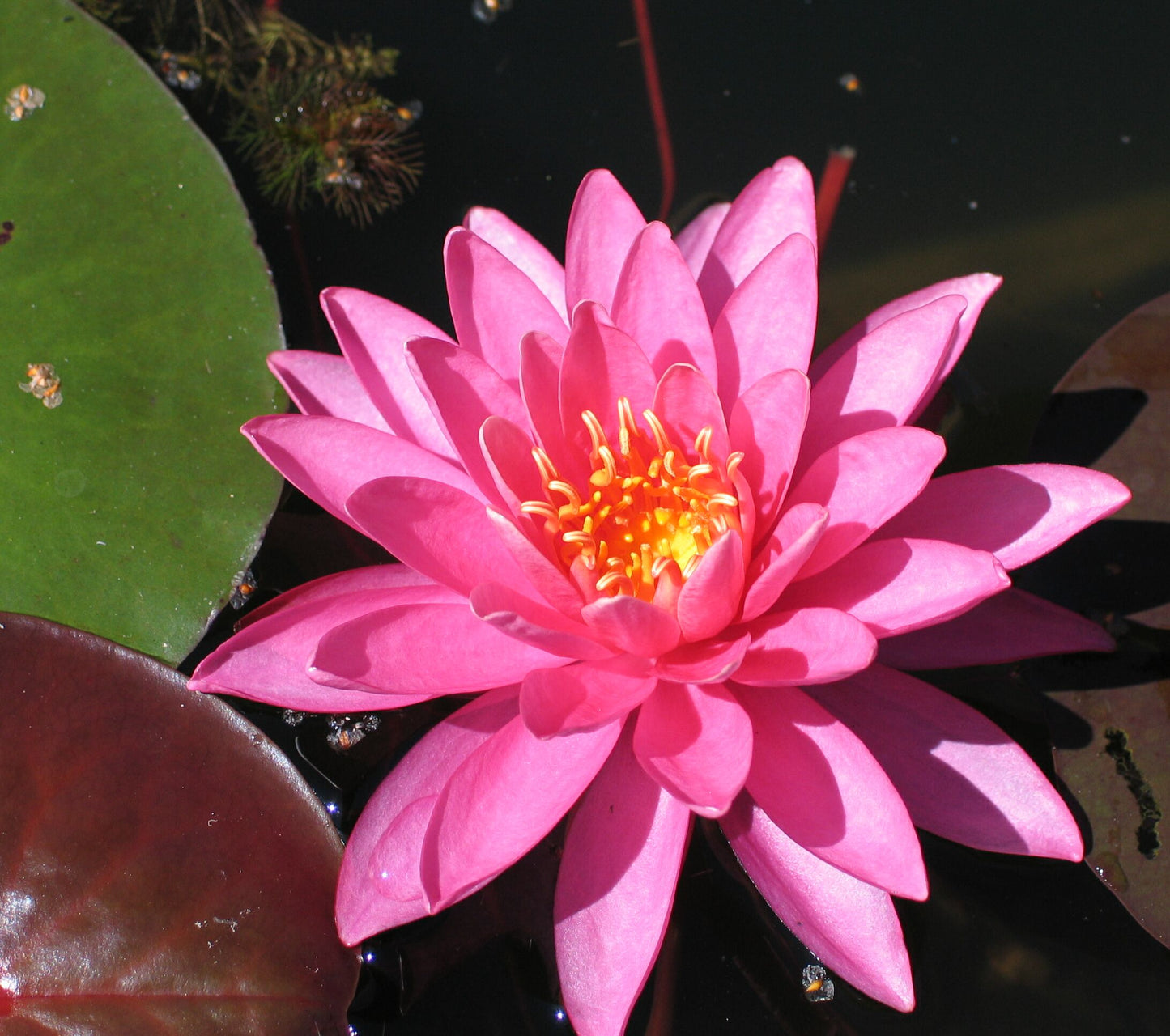 Mature WaterLily - (3 Litre) - Firecrest - M/S