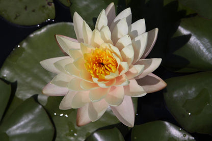 Rare Mature WaterLily - (3 Litre) - Florida Sunset (Yellowy) - L