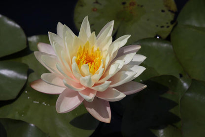 Rare Mature WaterLily - (3 Litre) - Florida Sunset (Yellowy) - L