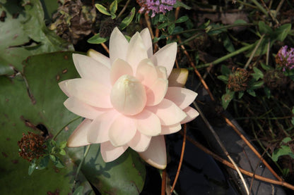 Rare Mature WaterLily - (3 Litre) - Florida Sunset (Yellowy) - L