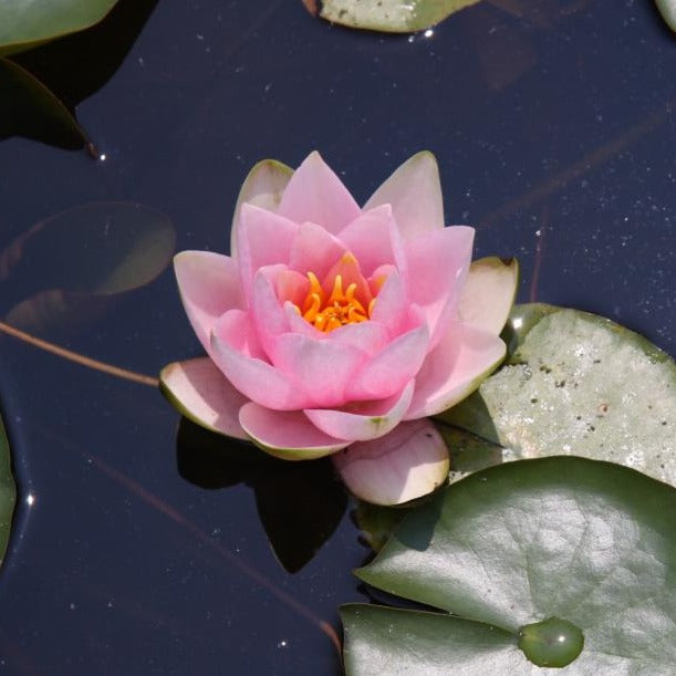 Rare Mature WaterLily - (3 Litre) - France - S