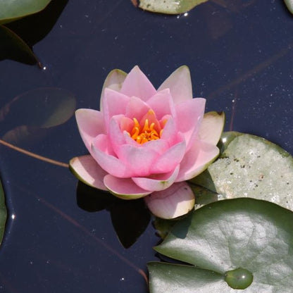 Rare Mature WaterLily - (3 Litre) - France - S