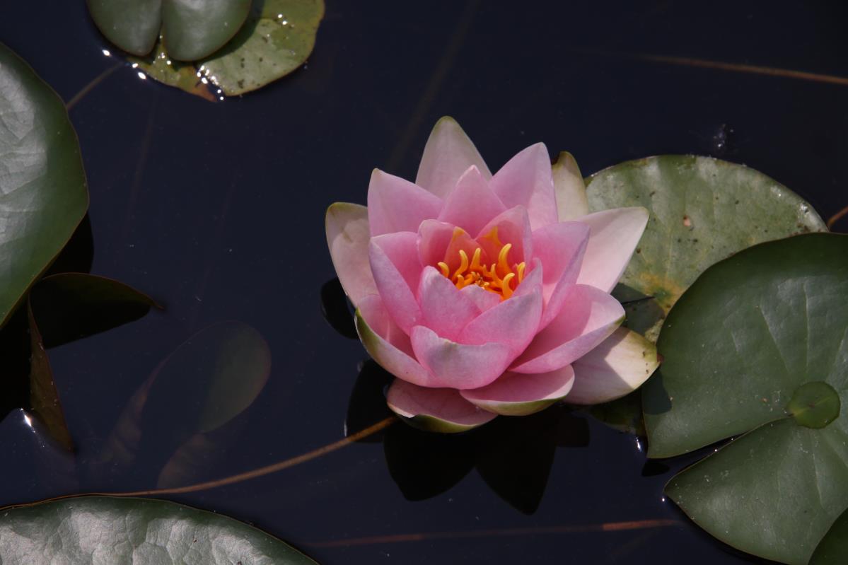 Rare Mature WaterLily - (3 Litre) - France - S