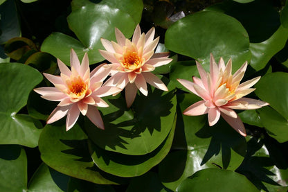 Mature WaterLily - (3 Litre) - Georgia Peach - M