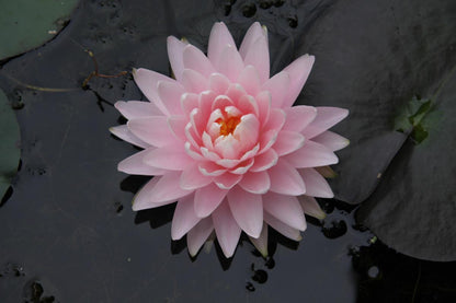 Mature WaterLily - (3 Litre) - Gloire Du Temple Sur Lot - L