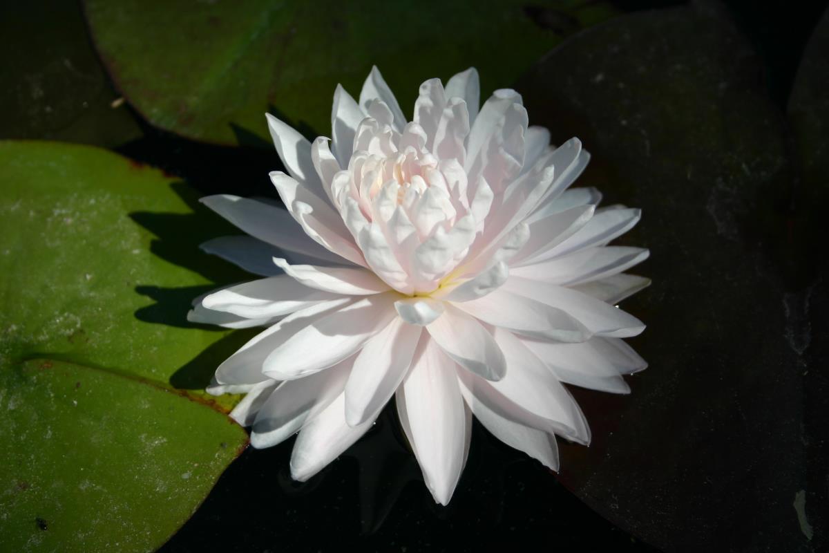 Mature WaterLily - (3 Litre) - Gloire Du Temple Sur Lot - L