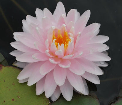 Mature WaterLily - (3 Litre) - Gloire Du Temple Sur Lot - L