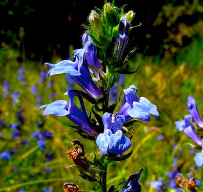 Marginal Pond Plant - (Potted 1 Litre) ~ Blue Cardinal - Lobelia Syphilitica