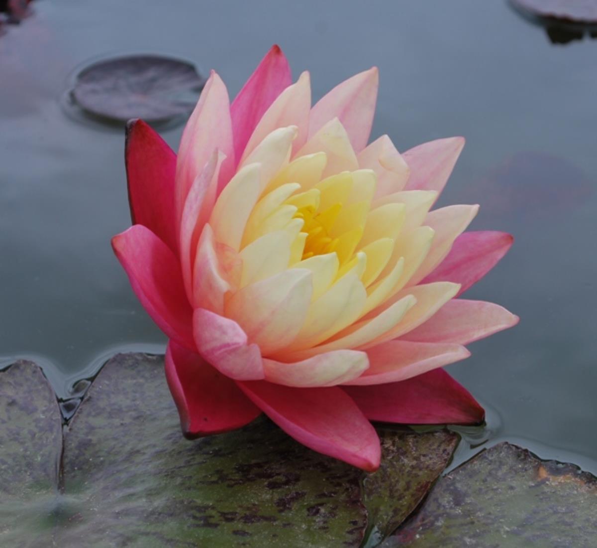 Rare Mature WaterLily - (3 Litre) - Gregs Orange Beauty - L