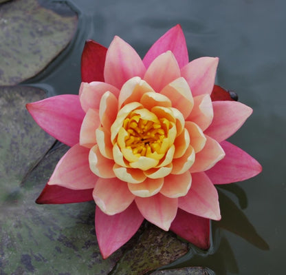 Rare Mature WaterLily - (3 Litre) - Gregs Orange Beauty - L