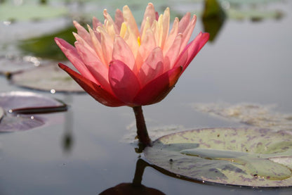 Rare Mature WaterLily - (3 Litre) - Gregs Orange Beauty - L