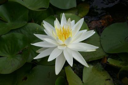 Mature WaterLily - (3 Litre) - Hal Miller - L/M