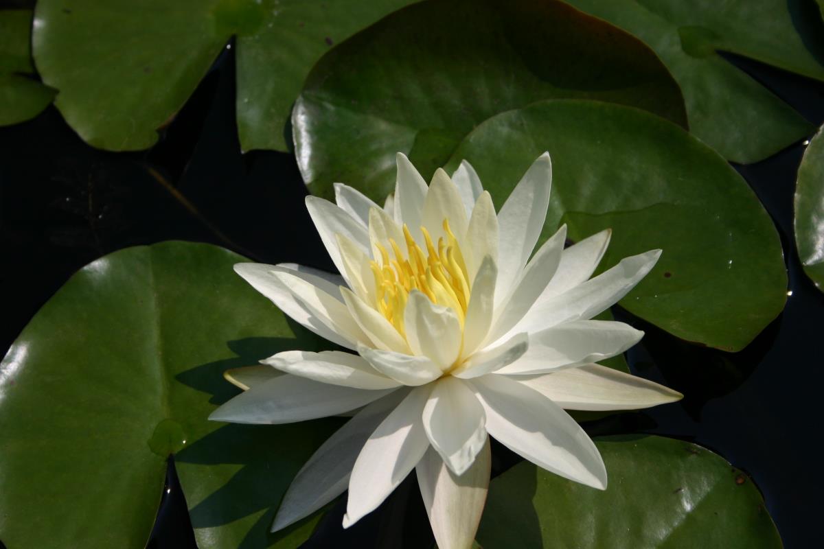 Mature WaterLily - (3 Litre) - Hal Miller - L/M