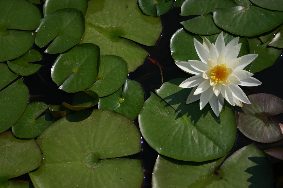 Mature WaterLily - (3 Litre) - Hal Miller - L/M