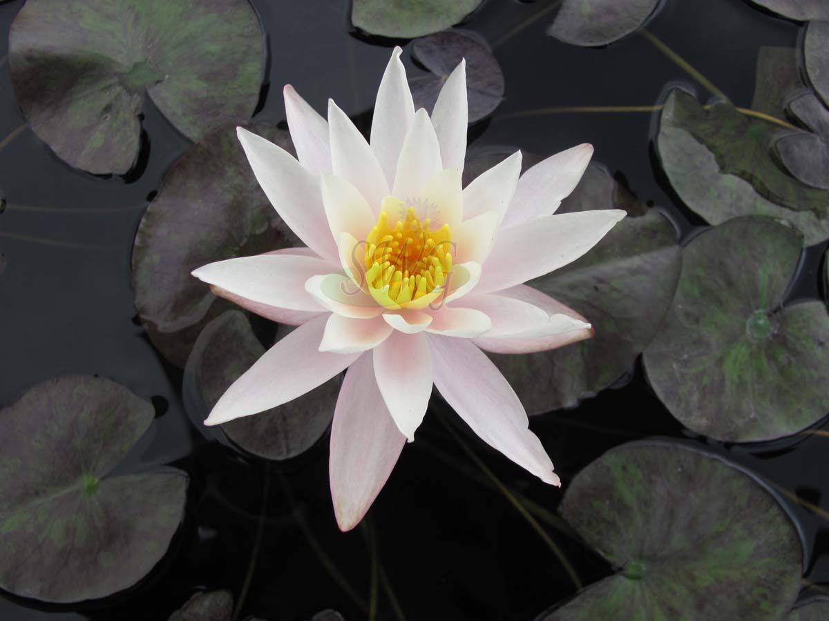 Mature WaterLily - (3 Litre) - Hazorea Dagan White - M