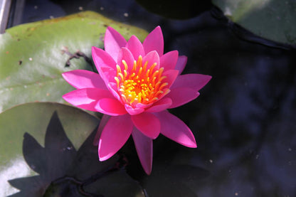 Mature WaterLily - (3 Litre) - Helen Fowler - L/M