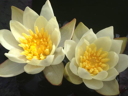 Miniature Waterlily - (1 Litre) - Pygmaea Helvola - S