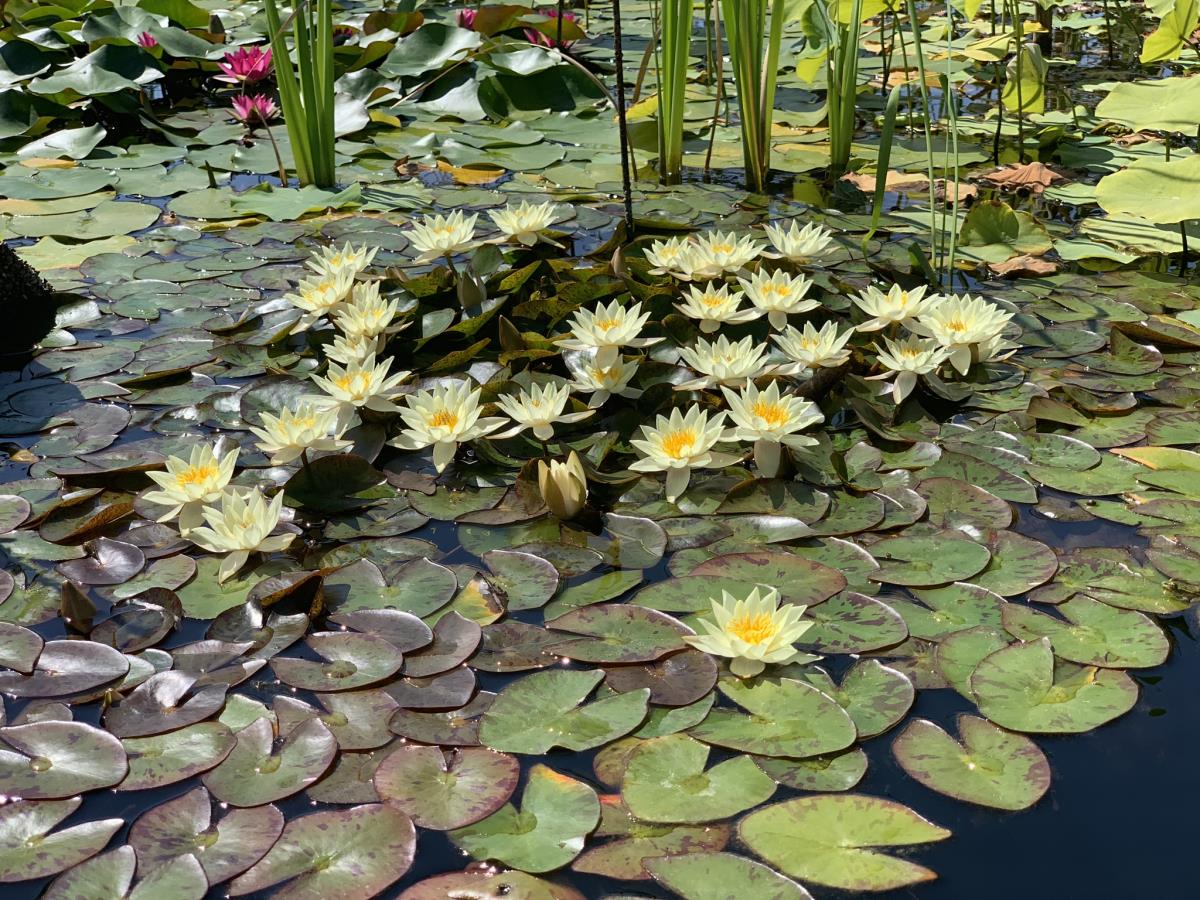 Miniature Waterlily - (1 Litre) - Pygmaea Helvola - S