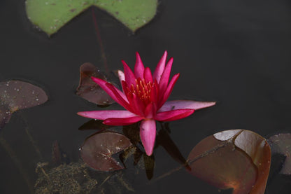 Mature WaterLily - (3 Litre) - Hidden Violet - M/S